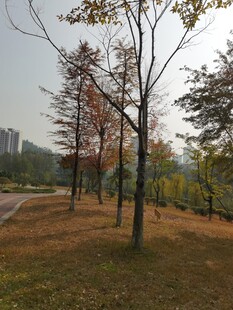 秋日公园树林景致