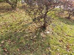 秋日草地旁的矮树