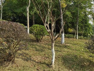 林间树木与低矮植被景观