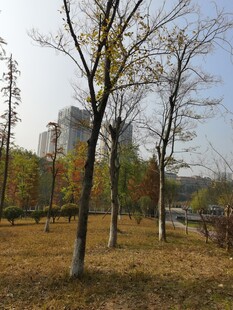 秋日公园树木景观