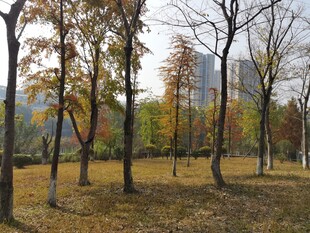 秋日公园树木景致