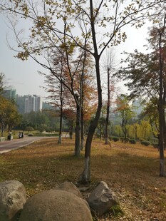 秋日公园树木与石景