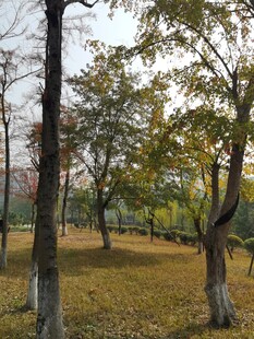 秋日公园树林景色