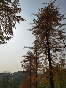 秋日山林挺拔树木景观