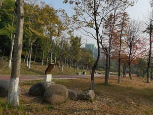 秋日公园静谧景致