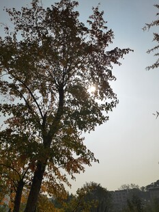 秋日树林中的挺拔树木