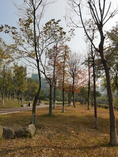 秋日公园树林景致