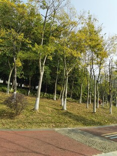 秋日公园林荫道美景