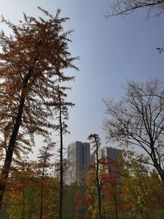 秋日城市中的树木景观