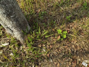 树干旁生机勃勃的小草