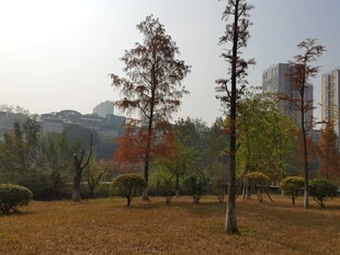 秋日公园树木景致