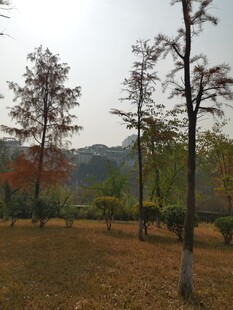 秋日郊野树林风景