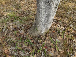 树根旁的落叶与小草