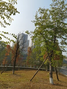 秋日公园树木景致