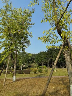 户外绿树成荫的开阔场景