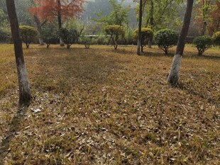 秋日公园落叶景观