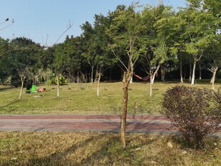 公园中的绿树与小径