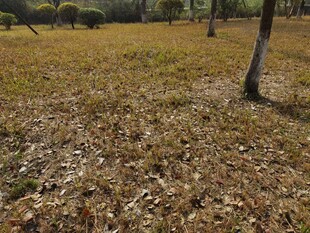 秋日落叶覆盖的林间草地