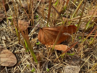 地面枯叶与杂草景象