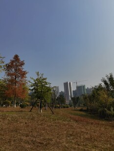 城市边的秋日开阔草地景观