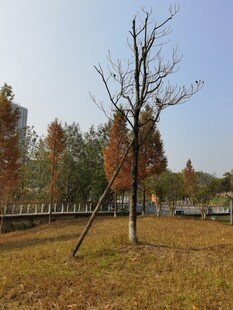 秋日旷野中的孤树立于草地