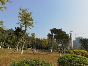 城市公园绿意景观