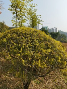 造型别致的黄色灌木景观