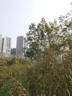 城市边的繁茂绿植景观