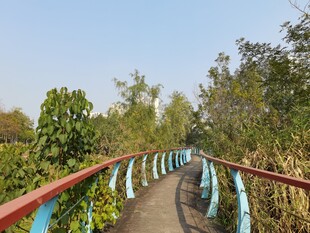 彩色栏杆的林间蜿蜒小径