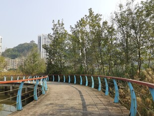 河畔木质步道与葱郁树木