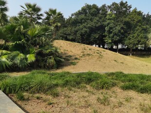 户外绿意盎然的开阔草地