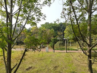 林间开阔草地景观