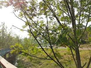 春日河畔绿树景致