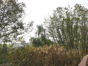 秋日郊野植物景观