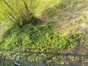 湿地边的繁茂绿色植物