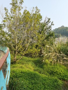 野外绿植与旧物景观