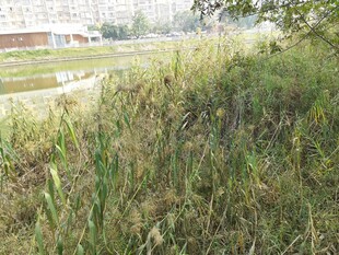 野外茂盛的绿色草地景观