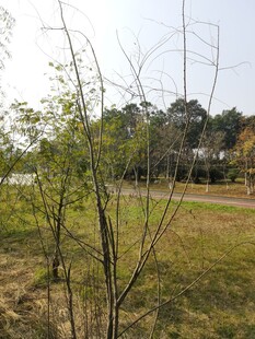 户外草地树林景观