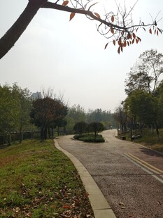 林间小道上的绿色车辆