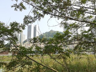 透过枝叶看远处高架桥