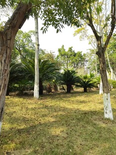 林间草地静谧自然景致