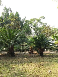 户外草地的两株棕榈植物