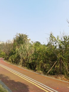 蜿蜒公路旁的葱郁植被