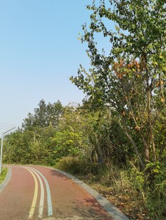 林间彩色骑行道风景