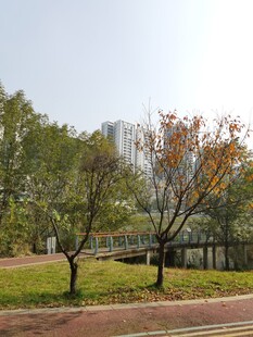 城市中宁静的绿化道路场景