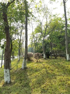 春日林间草地静谧风光