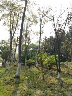 林间绿意盎然的自然景致