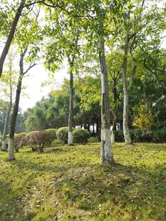 林间草地阳光洒落美景