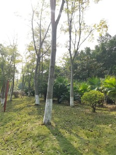 林间草地的清新自然景致