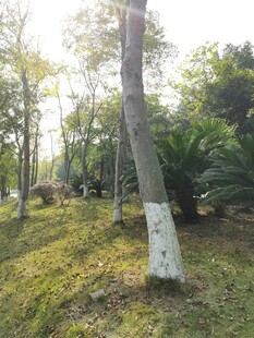 阳光照耀下的林间树木